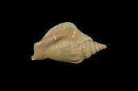 藏品(豐滿鳳凰螺)的圖片